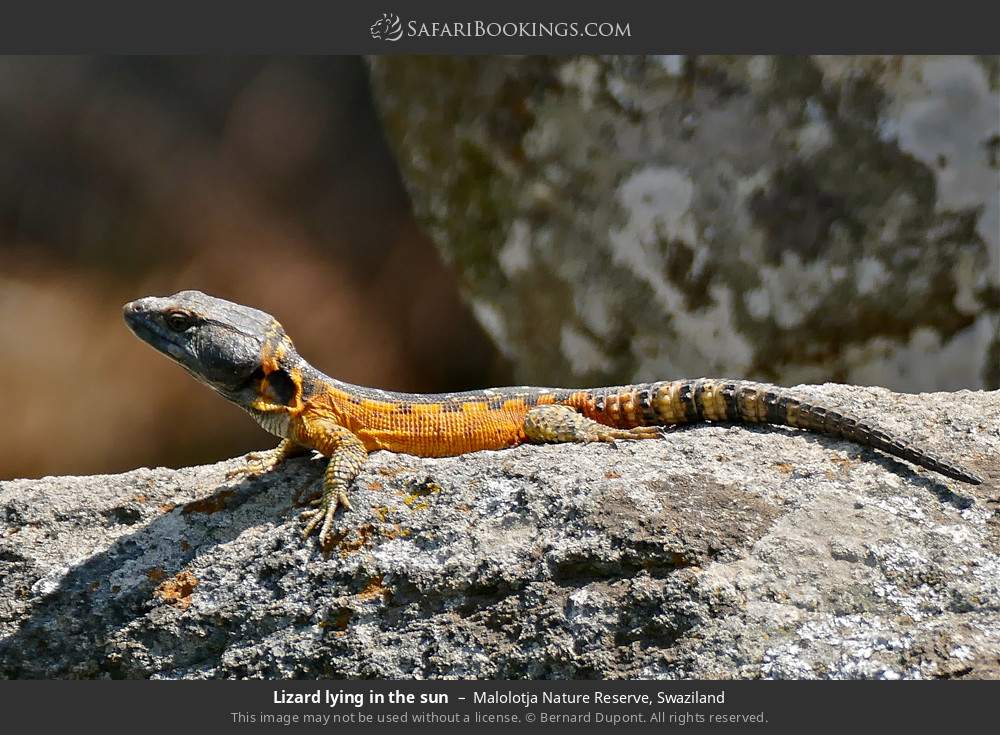 Lizard lying in the sun in Malolotja Nature Reserve, Swaziland