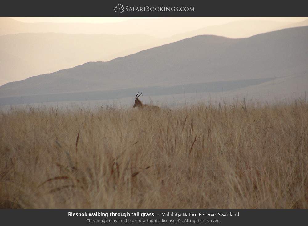 Blesbok walking through tall grass in Malolotja Nature Reserve, Swaziland