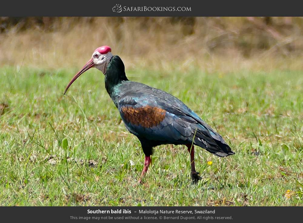 Southern bald ibis in Malolotja Nature Reserve, Swaziland