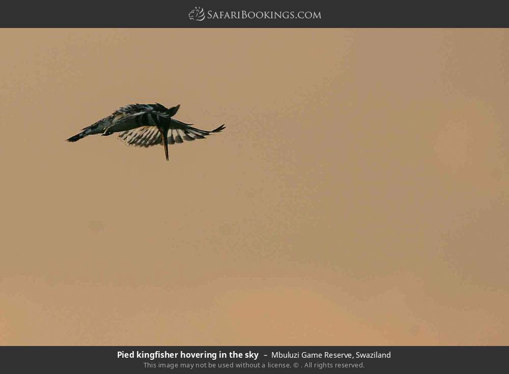 Pied kingfisher hovering in the sky in Mbuluzi Game Reserve, Swaziland