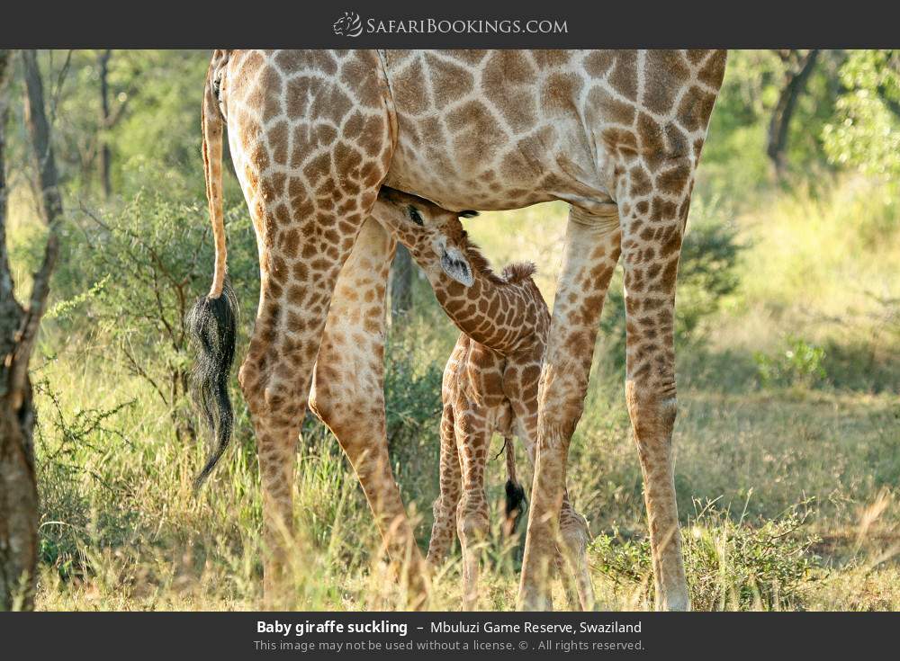 Baby giraffe suckling in Mbuluzi Game Reserve, Swaziland