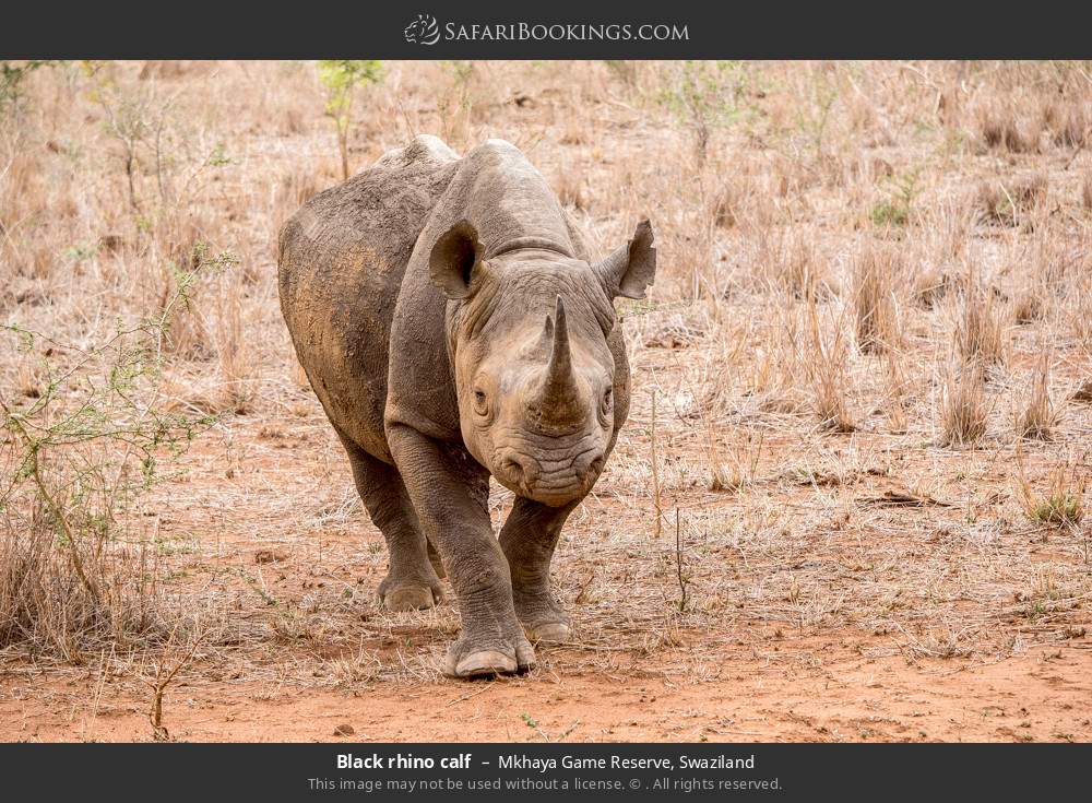 Black rhino calf in Mkhaya Game Reserve, Swaziland