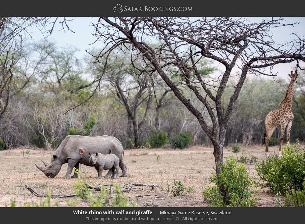 White rhino with calf and giraffe in Mkhaya Game Reserve, Swaziland
