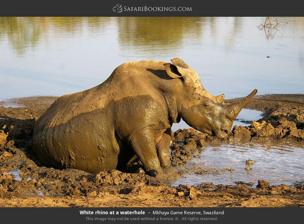 White rhino at a waterhole in Mkhaya Game Reserve, Swaziland