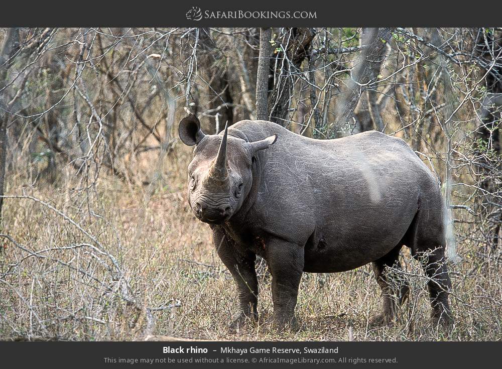 Black rhino in Mkhaya Game Reserve, Swaziland