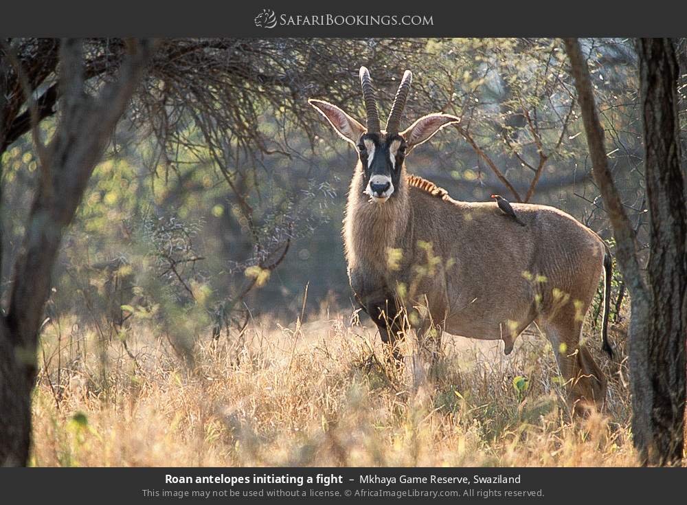 Roan antelope in Mkhaya Game Reserve, Swaziland