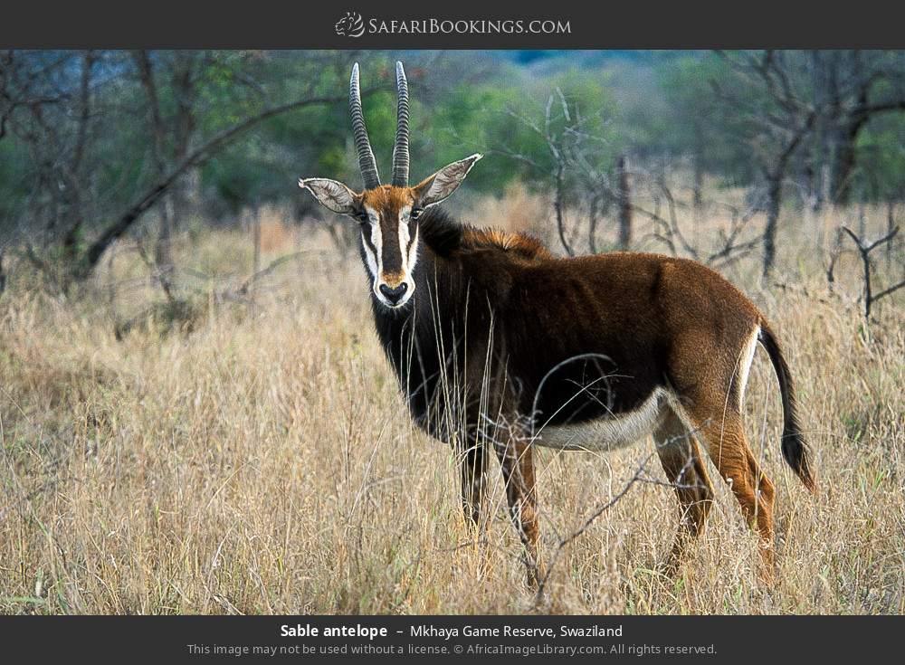 Sable antelope in Mkhaya Game Reserve, Swaziland