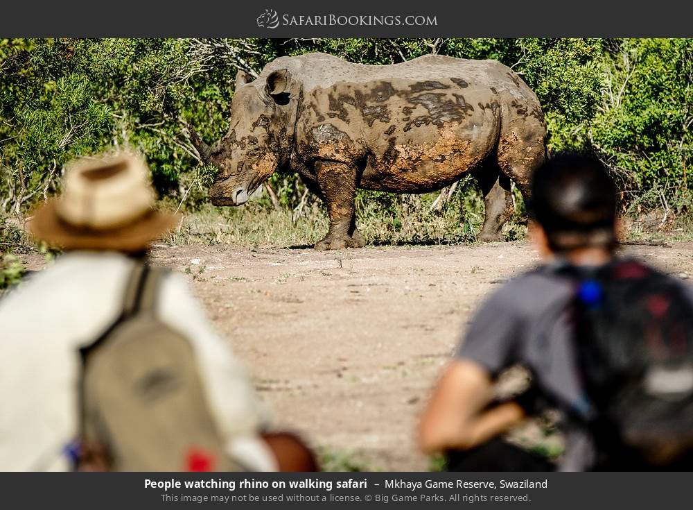 People watching rhino on walking safari in Mkhaya Game Reserve, Swaziland