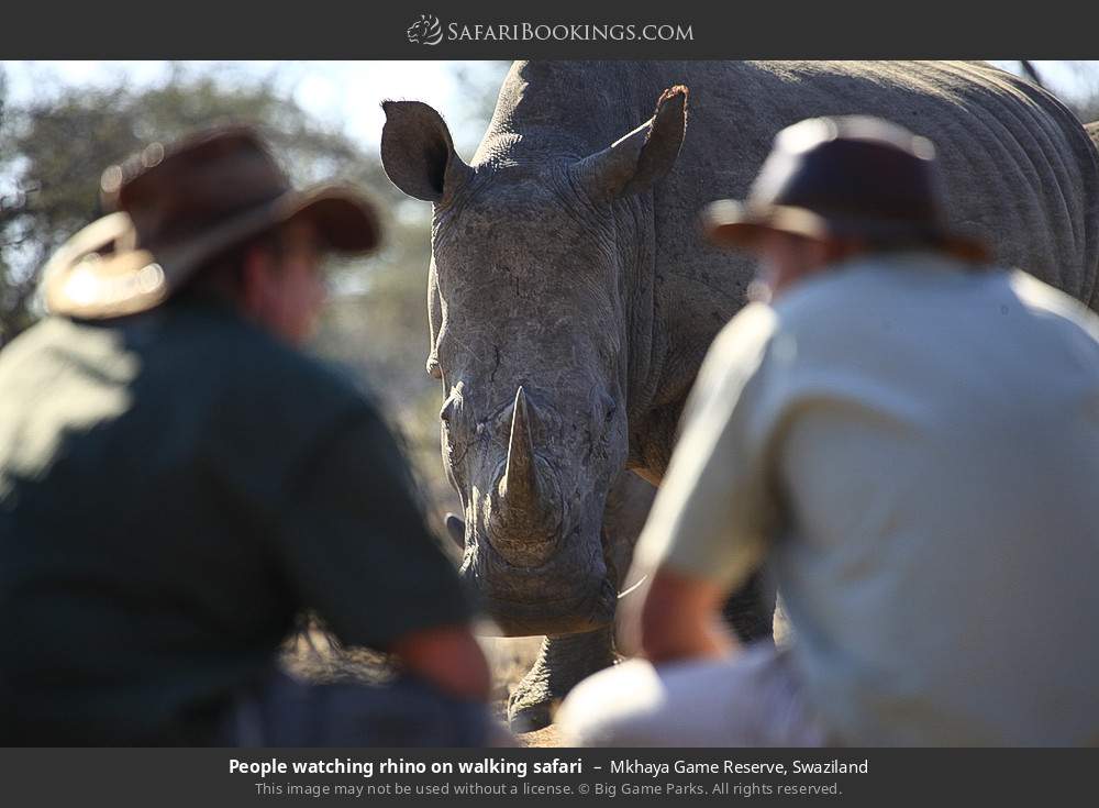 Tourists watching rhino on walking safari in Mkhaya Game Reserve, Swaziland