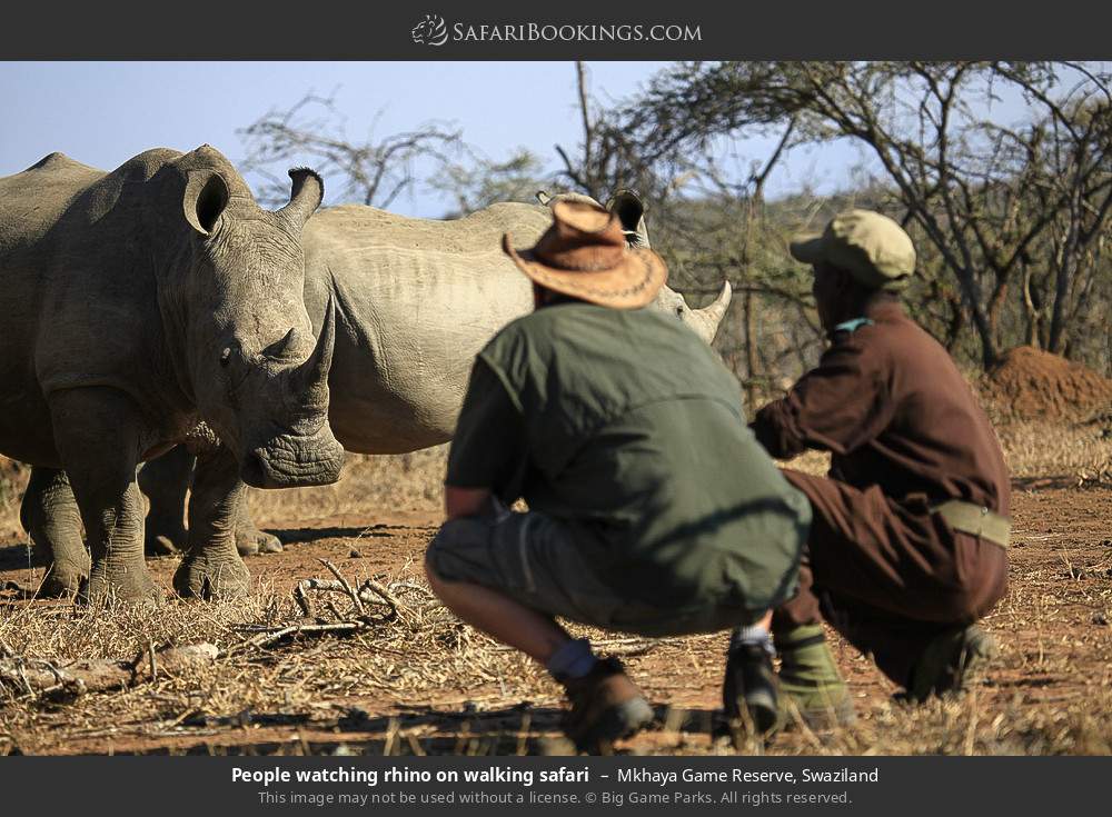 Tourists watching rhino on walking safari in Mkhaya Game Reserve, Swaziland