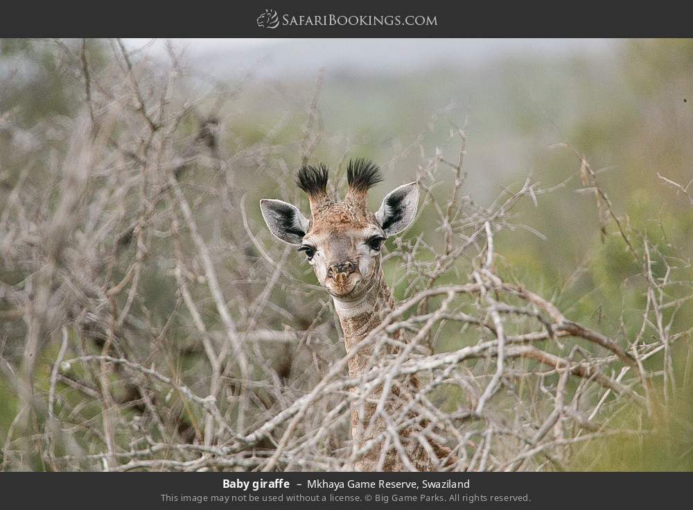 Baby giraffe in Mkhaya Game Reserve, Swaziland