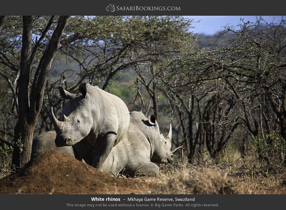 White rhinos in Mkhaya Game Reserve, Swaziland