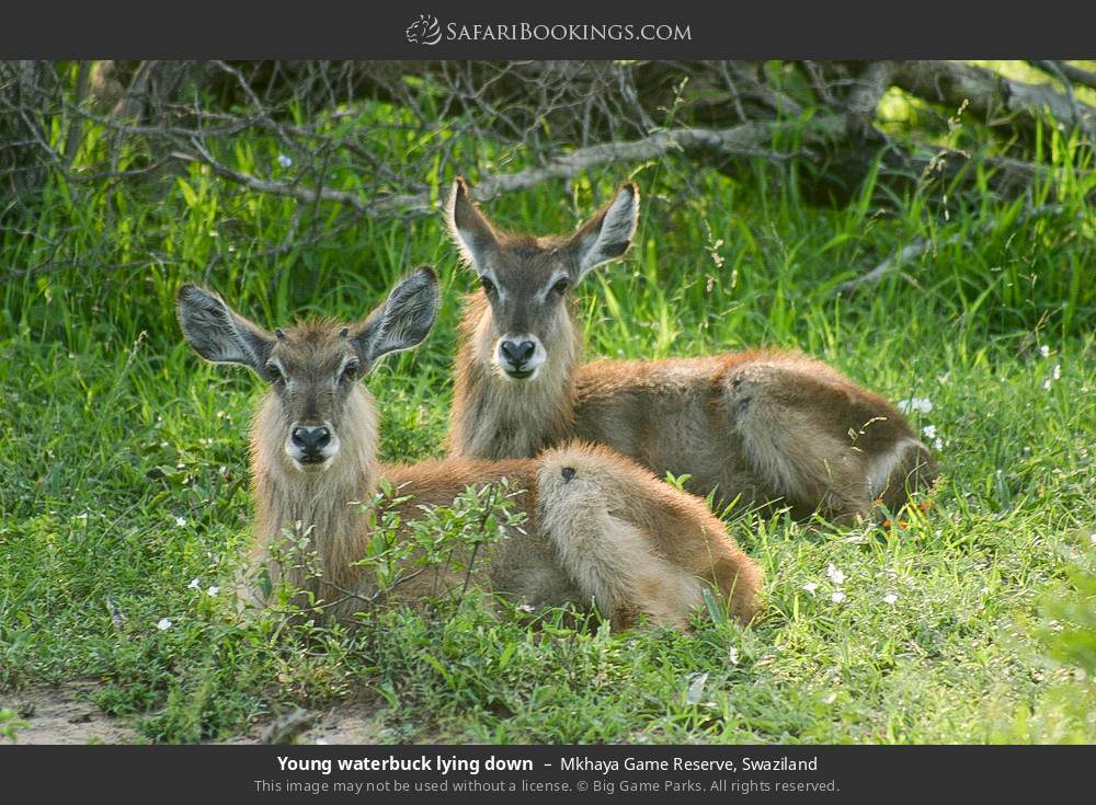 Young waterbuck lying down in Mkhaya Game Reserve, Swaziland