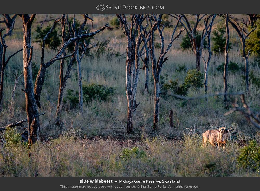 Blue wildebeest in Mkhaya Game Reserve, Swaziland