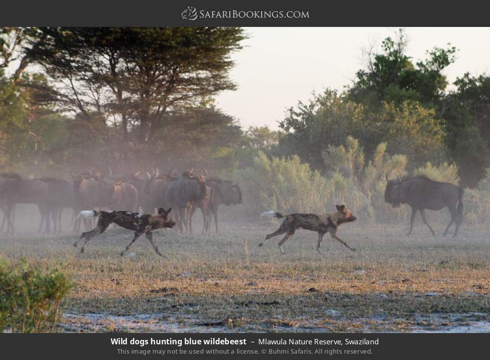 Wild dogs hunting blue wildebeest in Mlawula Nature Reserve, Swaziland