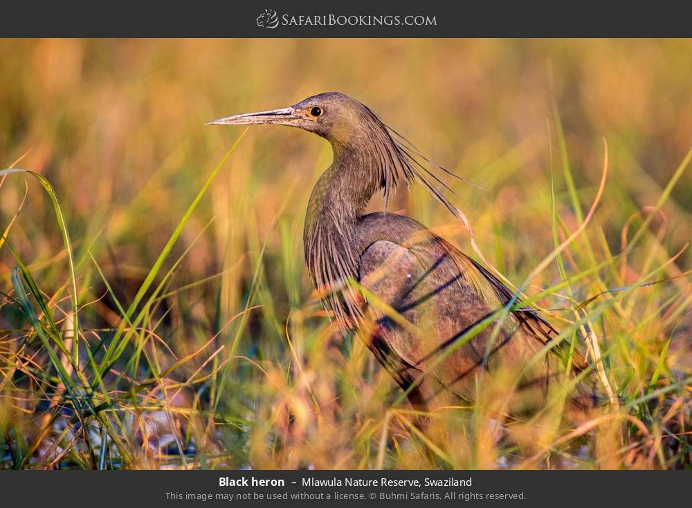 Black heron in Mlawula Nature Reserve, Swaziland