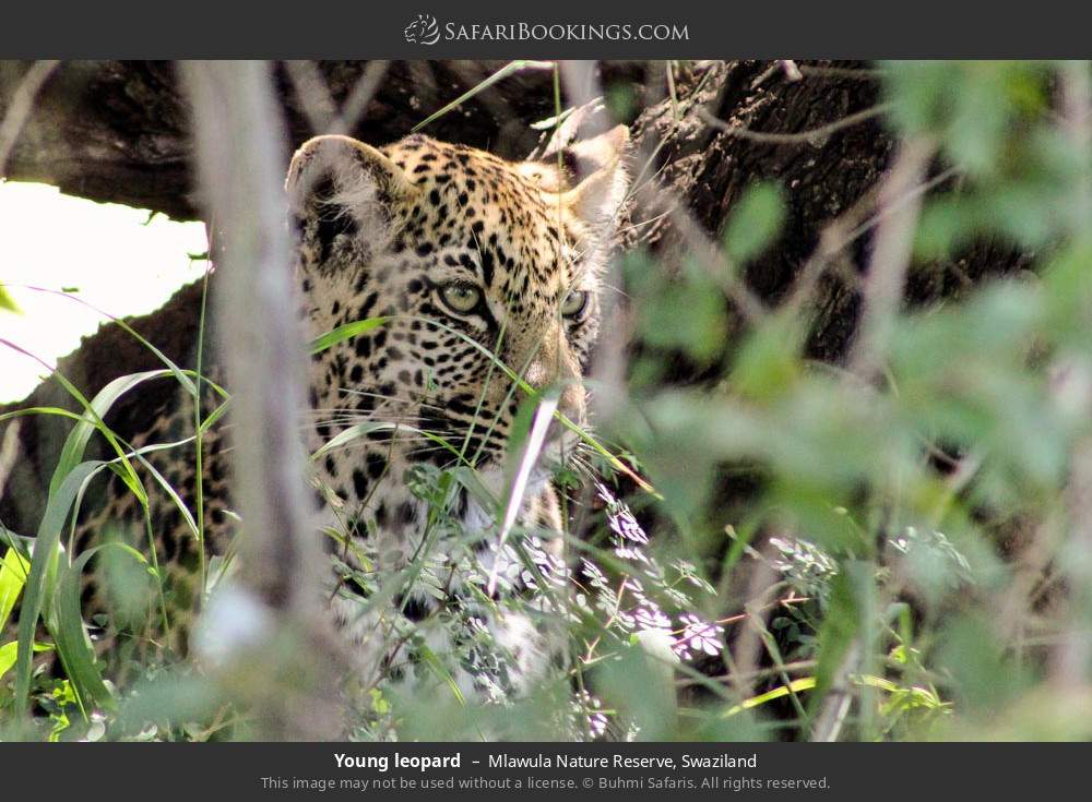 Young leopard in Mlawula Nature Reserve, Swaziland