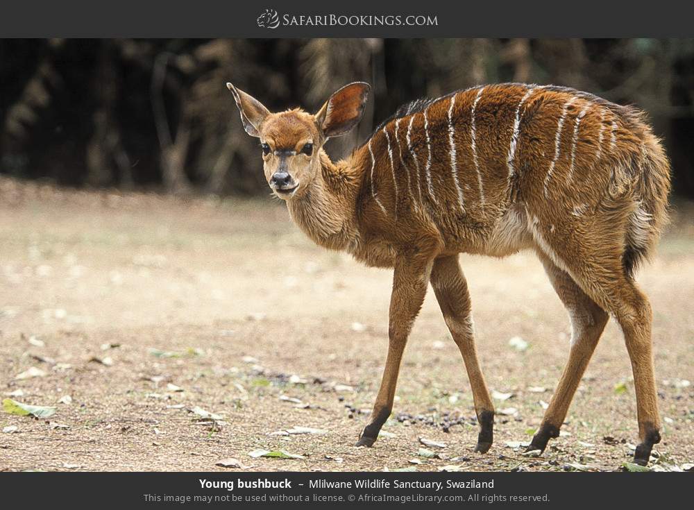 Young bushbuck in Mlilwane Wildlife Sanctuary, Swaziland