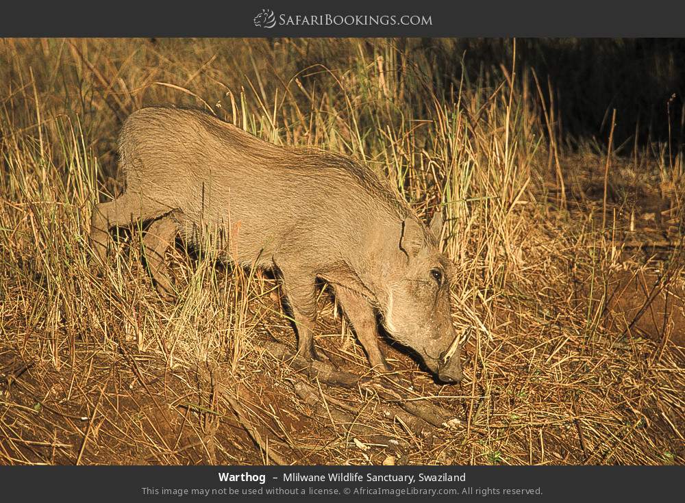 Warthog in Mlilwane Wildlife Sanctuary, Swaziland