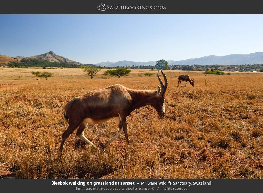 Blesbok walking on grassland at sunset in Mlilwane Wildlife Sanctuary, Swaziland