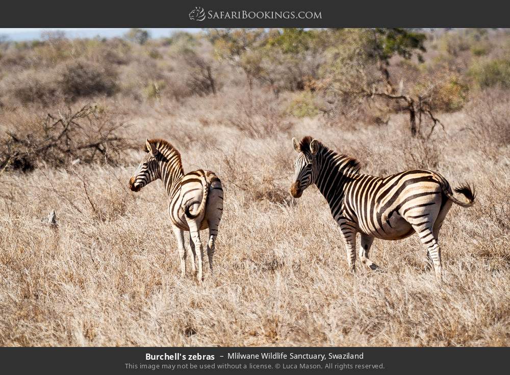 Burchell's zebras in Mlilwane Wildlife Sanctuary, Swaziland