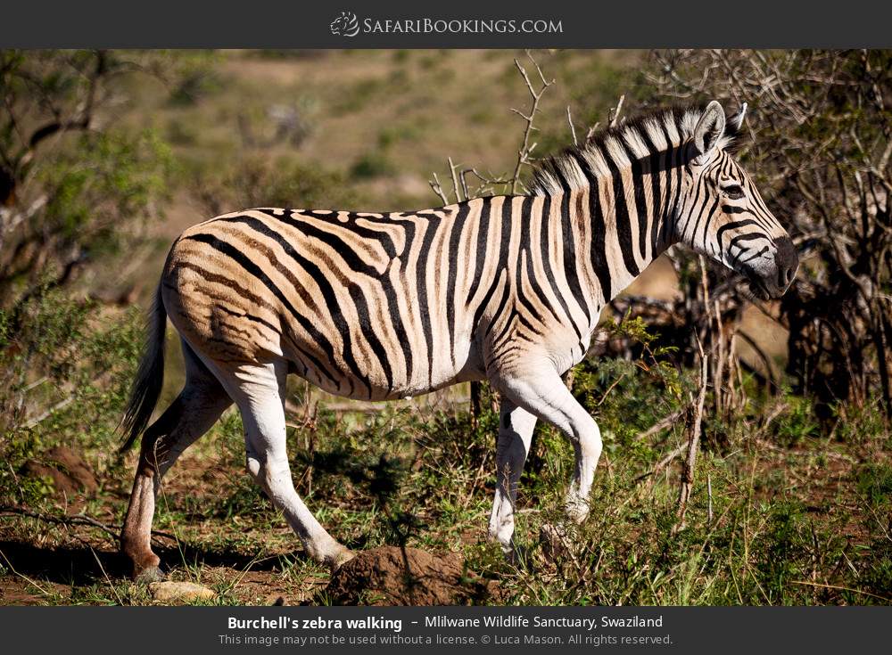 Burchell's zebra walking in Mlilwane Wildlife Sanctuary, Swaziland