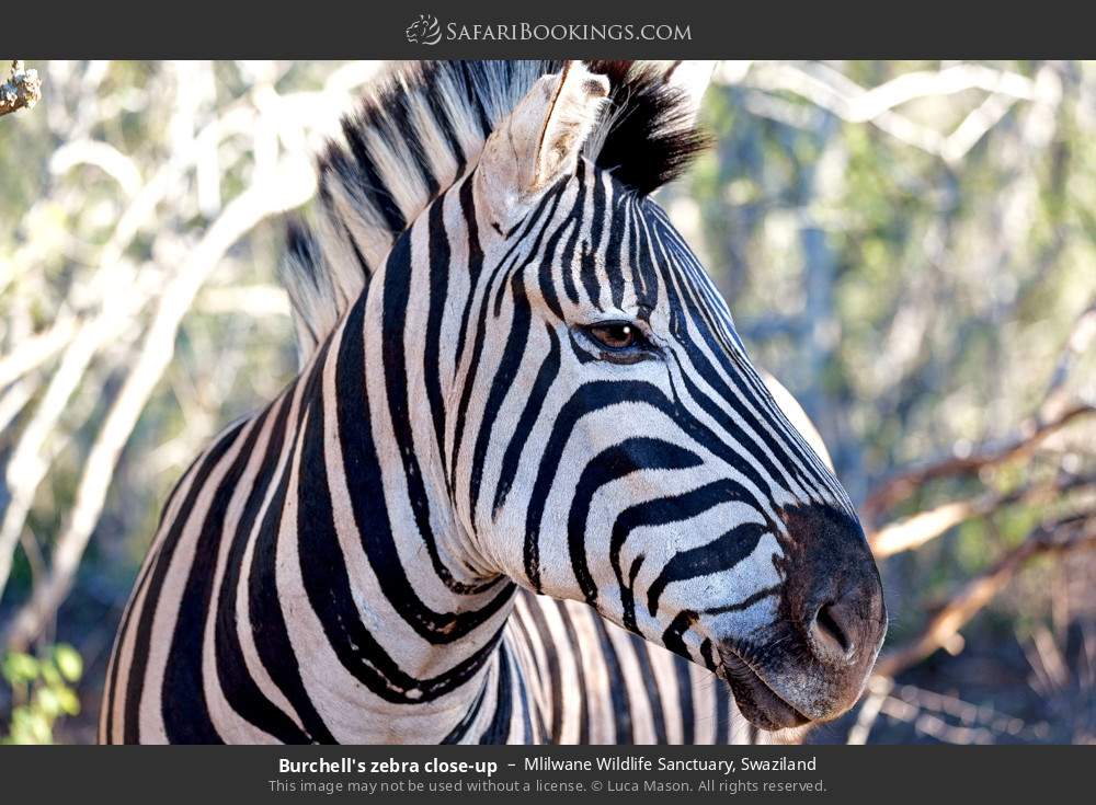 Burchell's zebra close-up in Mlilwane Wildlife Sanctuary, Swaziland