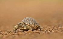 Mbuluzi Game Reserve