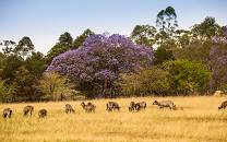 Mlilwane Wildlife Sanctuary