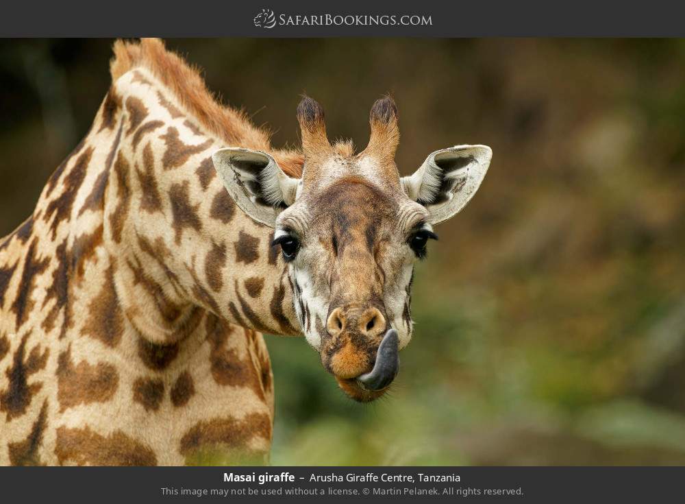 Masai giraffe in Arusha Giraffe Centre, Tanzania