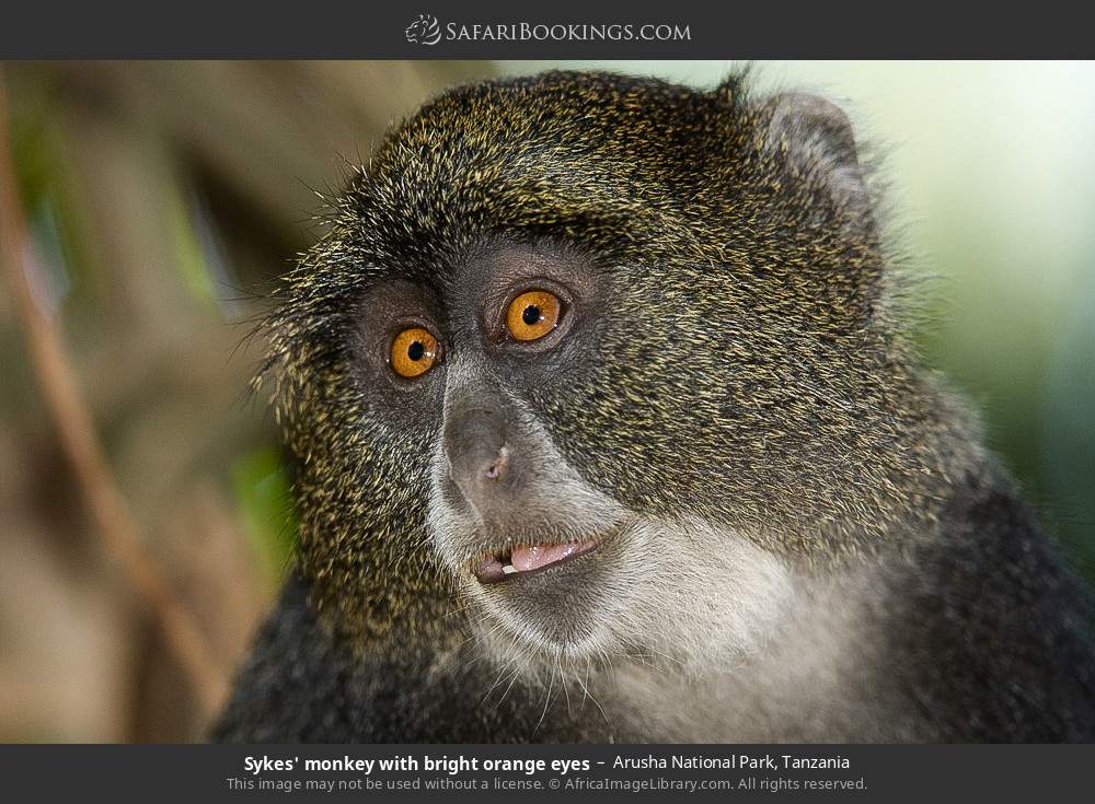 Sykes' monkey with bright orange eyes in Arusha National Park, Tanzania