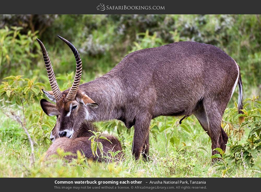 Common waterbuck grooming each other  in Arusha National Park, Tanzania