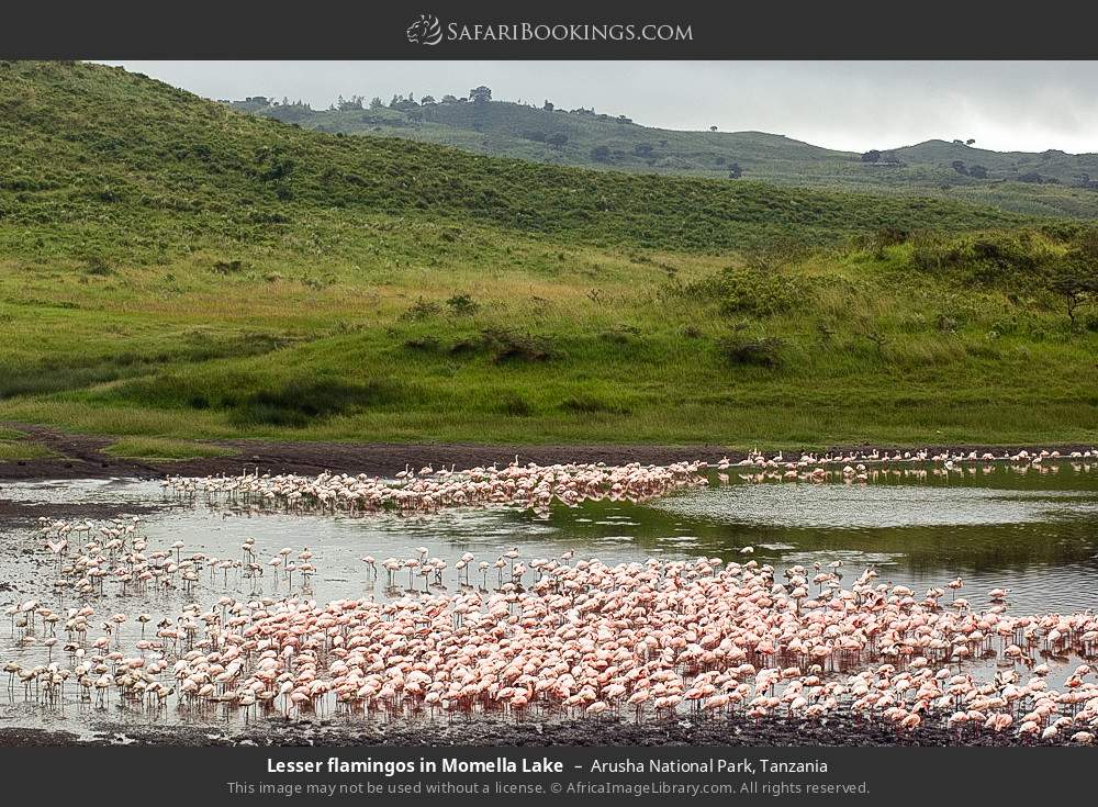 Lesser flamingos in Momella Lake in Arusha National Park, Tanzania