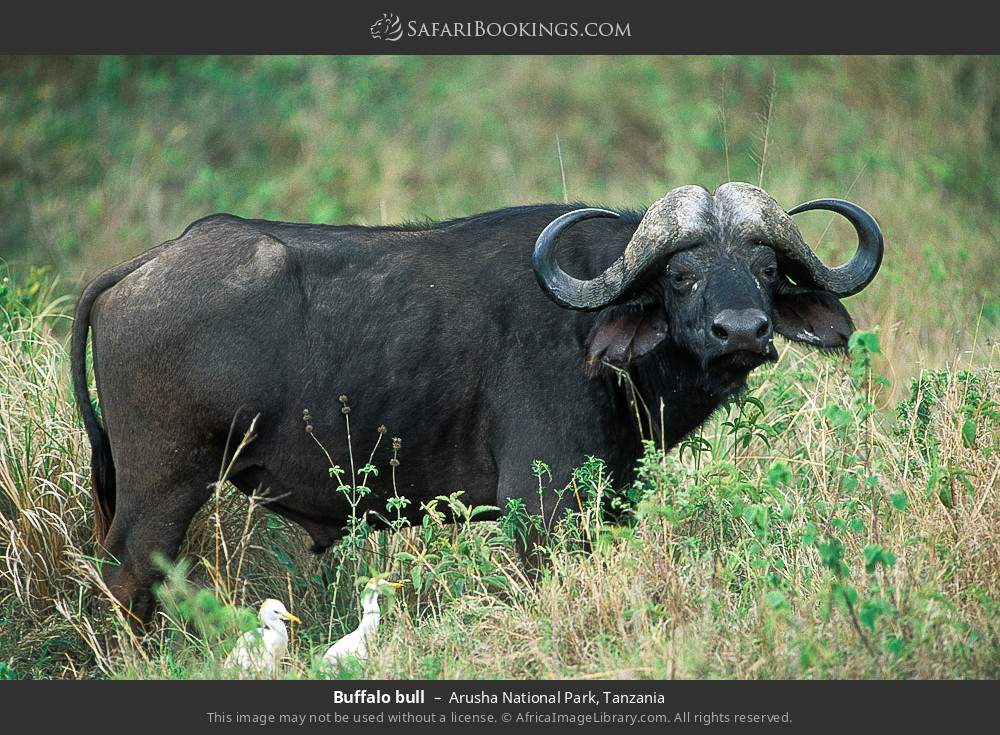 Buffalo bull in Arusha National Park, Tanzania