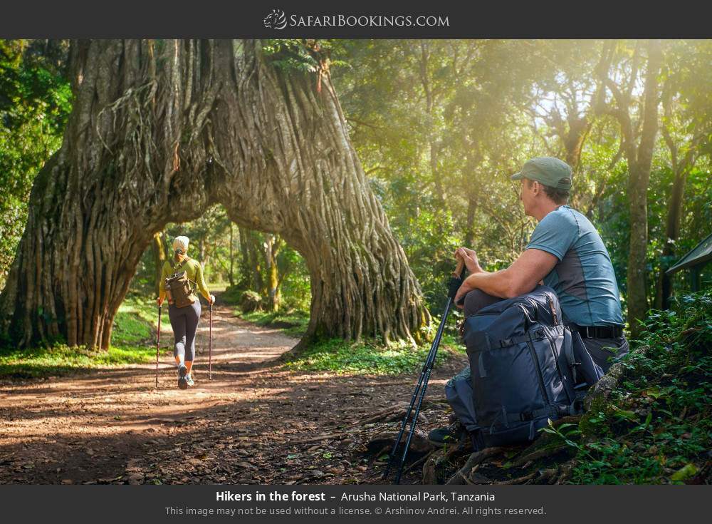 Hikers in the forest in Arusha National Park, Tanzania