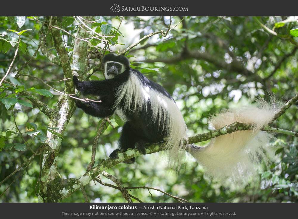 Kilimanjaro colobus in Arusha National Park, Tanzania