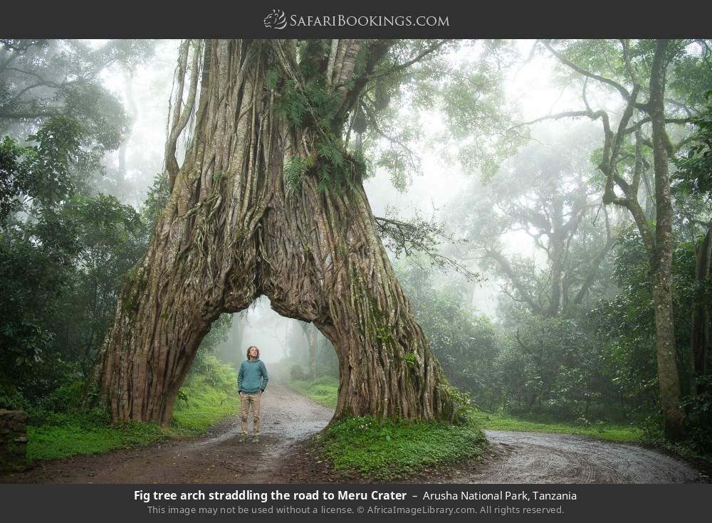 Fig tree arch straddling the road to Meru Crater in Arusha National Park, Tanzania