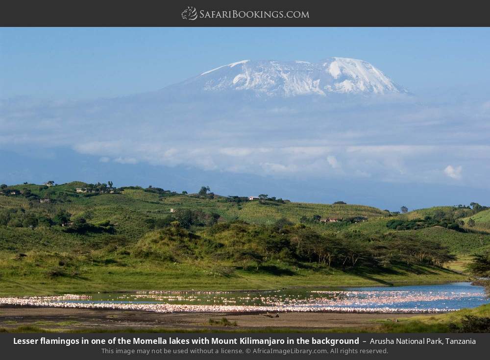 Lesser flamingos in one of the Momella lakes with Mount Kilimanjaro in the background in Arusha National Park, Tanzania