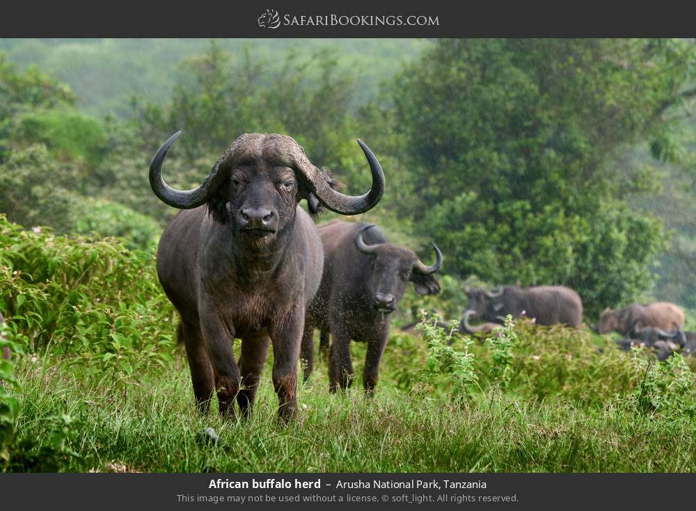 African buffalo herd in Arusha National Park, Tanzania