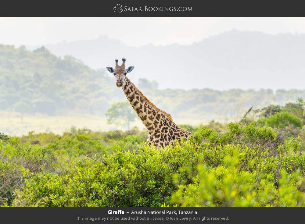 Giraffe in Arusha National Park, Tanzania