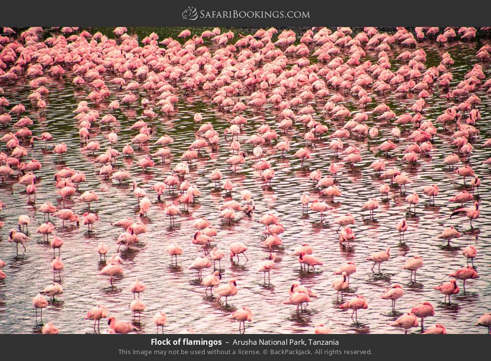 Flock of flamingos in Arusha National Park, Tanzania