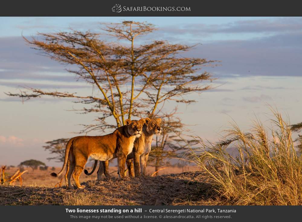 Two lionesses standing on a hill in Central Serengeti National Park, Tanzania