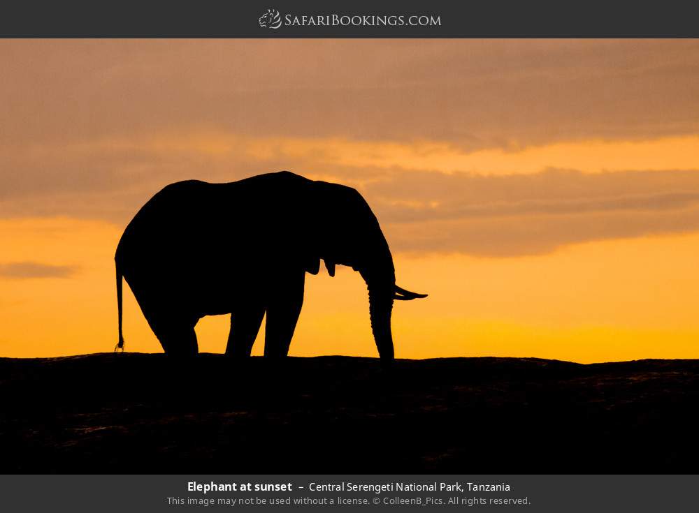 Elephant at sunset in Central Serengeti National Park, Tanzania