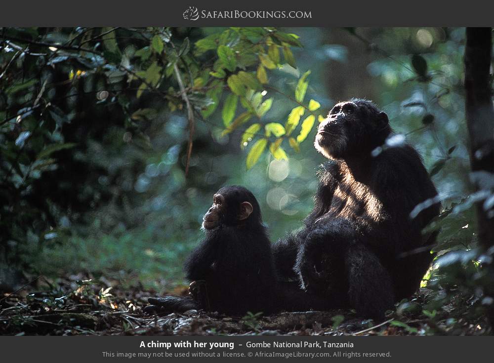 A chimp with her young in Gombe National Park, Tanzania