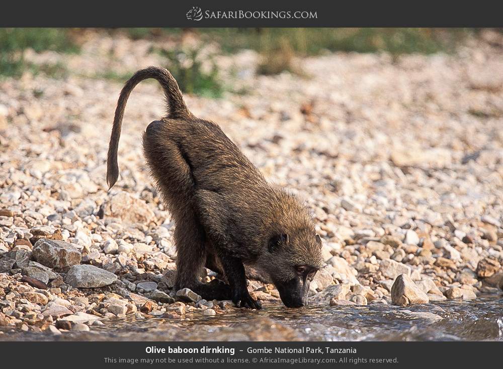 Olive baboon drinking in Gombe National Park, Tanzania