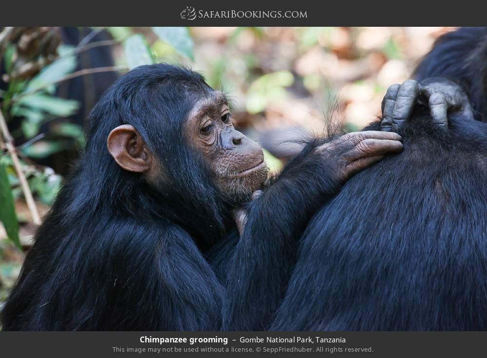 Chimpanzee grooming in Gombe National Park, Tanzania