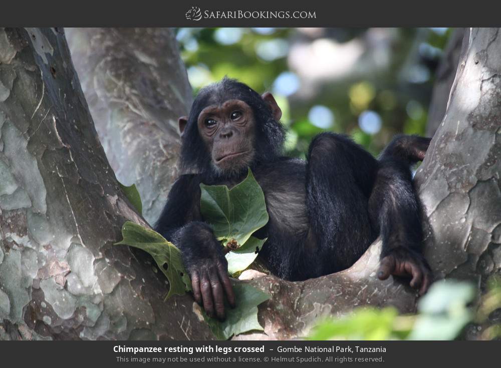 Chimpanzee resting with legs crossed in Gombe National Park, Tanzania