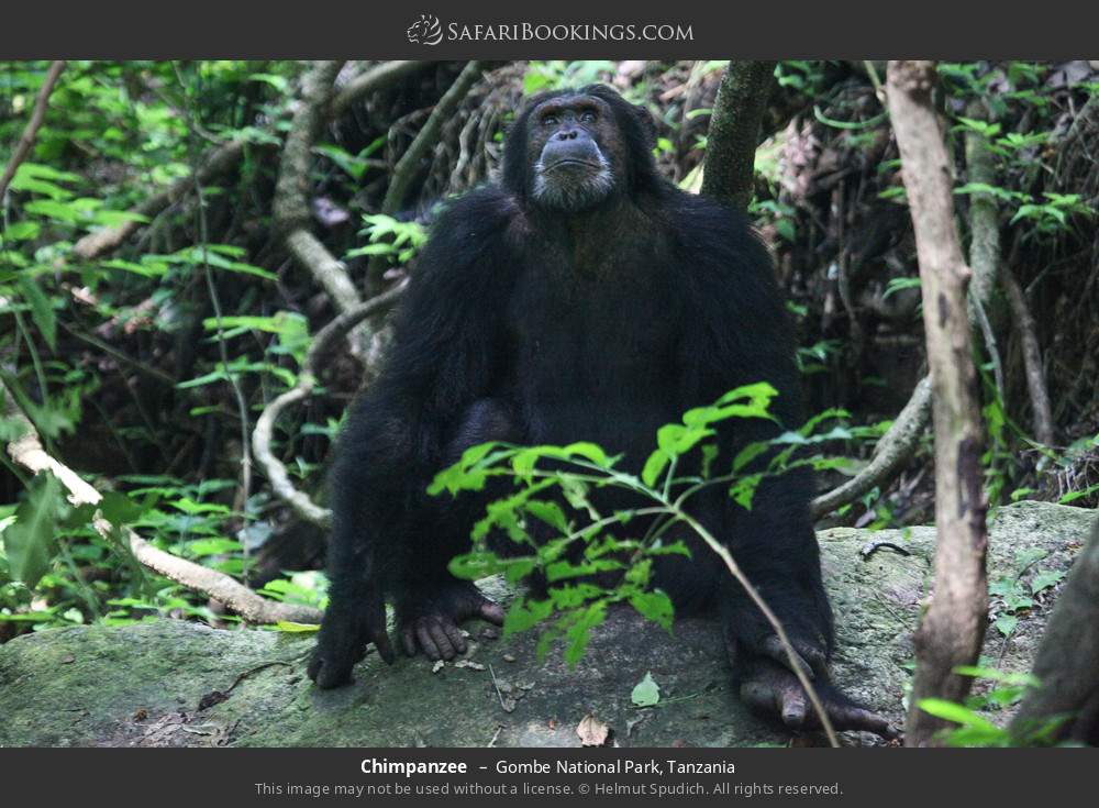 Chimpanzee in Gombe National Park, Tanzania