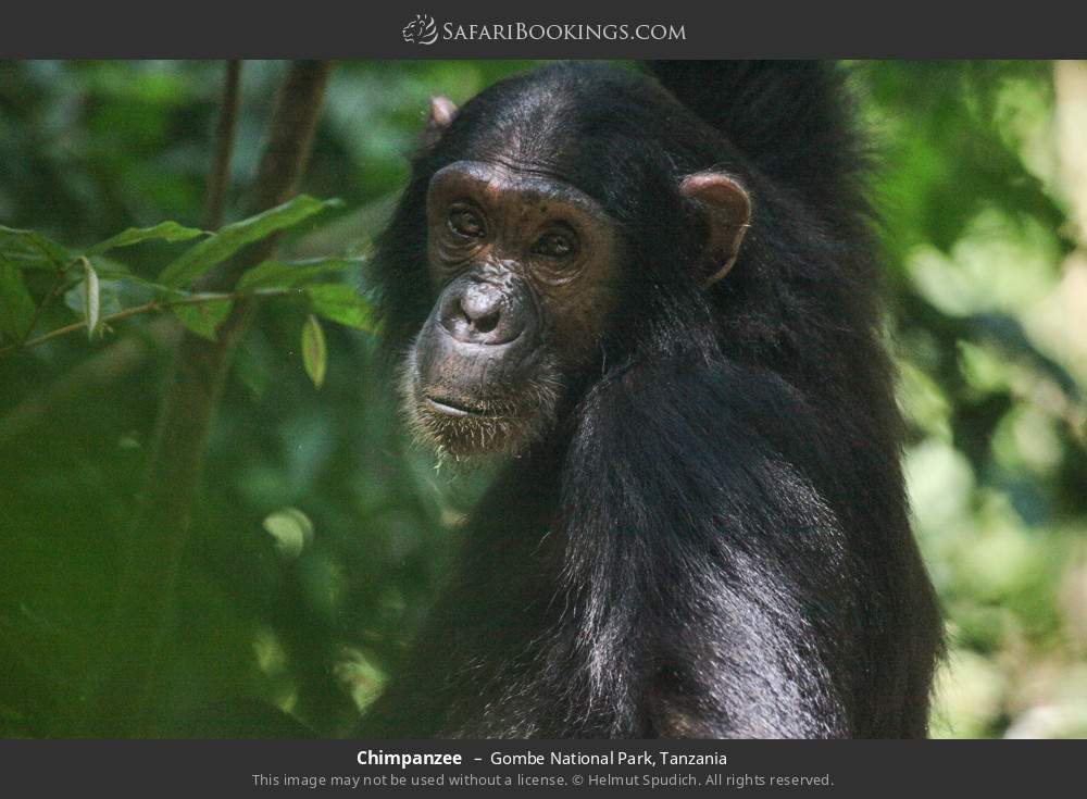 Chimpanzee in Gombe National Park, Tanzania