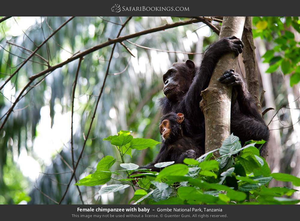 Female chimpanzee with baby in Gombe National Park, Tanzania